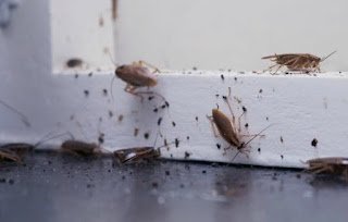 معالجة احترافية لمكافحة الصراصير باستخدام مواد مخصصة